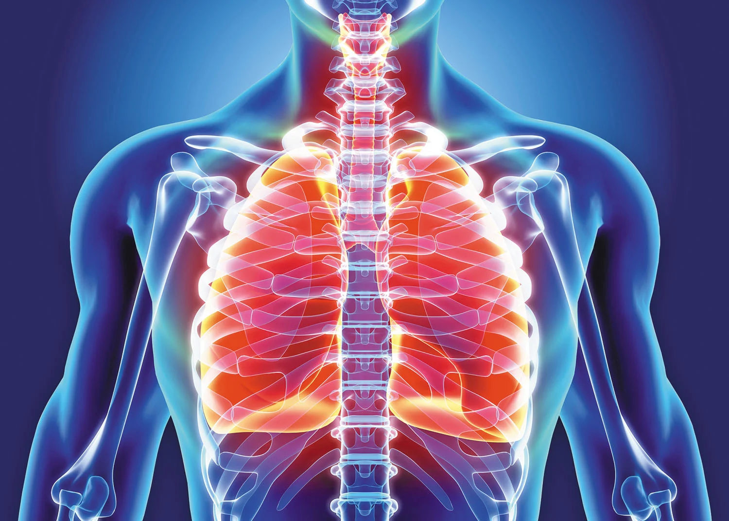 3D illustration of Lungs, medical concept.