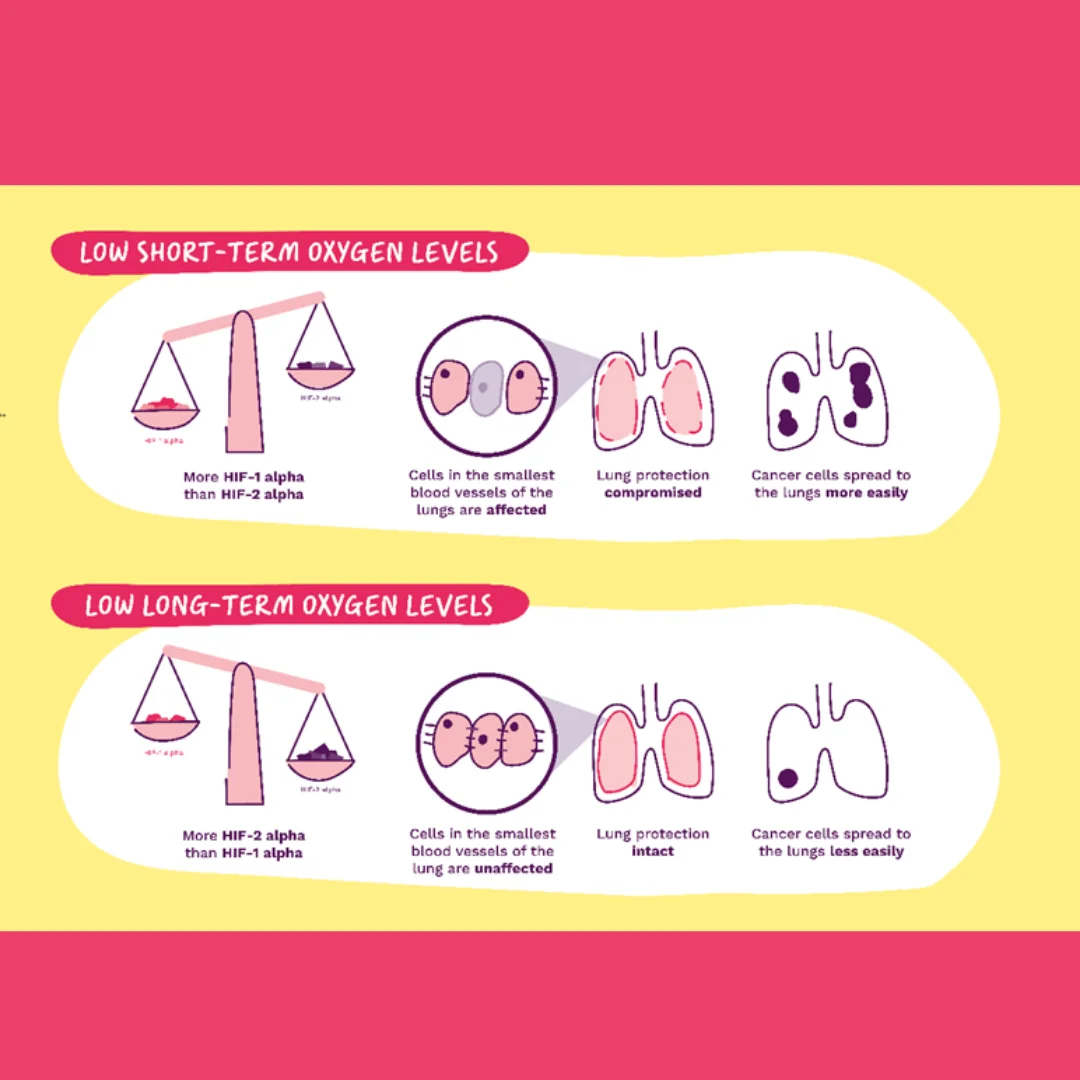 Oxygen-response protein increases risk of breast cancer spreading to the lung