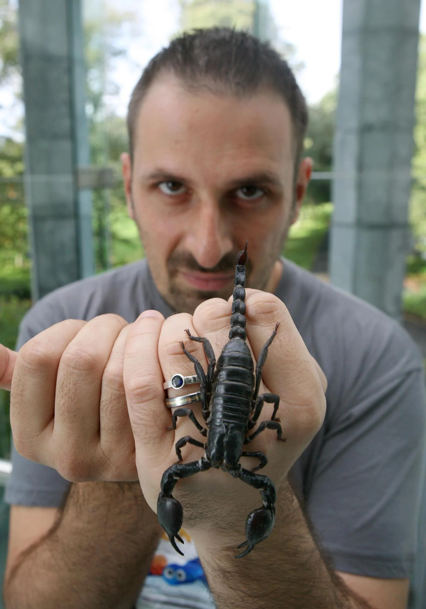 scorpion