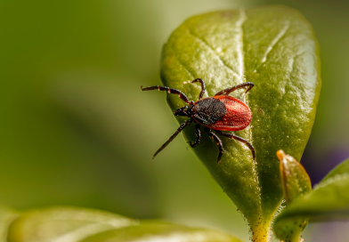 Minister for Health and CMO Urge Public to “Be Tick Aware” During Peak Lyme Disease Season