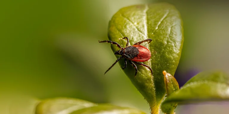 Lyme disease