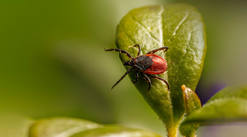 Minister for Health and CMO Urge Public to “Be Tick Aware” During Peak Lyme Disease Season
