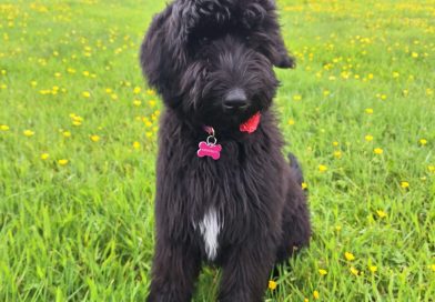 Innovative therapy dog service at South Kerry CAMHS is first of its kind in Ireland
