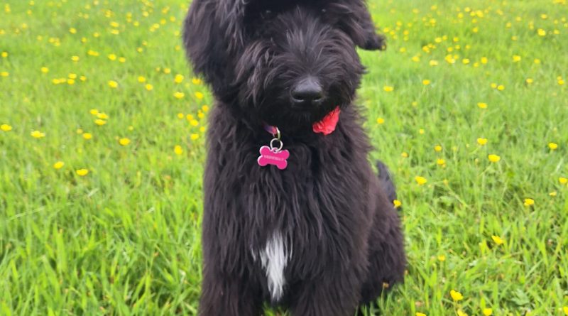 Innovative therapy dog service at South Kerry CAMHS is first of its kind in Ireland